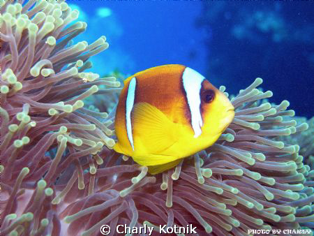 This is my best profile... by Charly Kotnik 