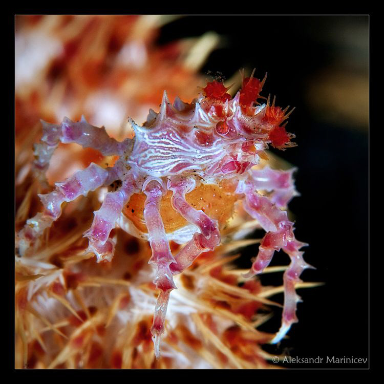 Candy Crab with eggs by Aleksandr Marinicev 