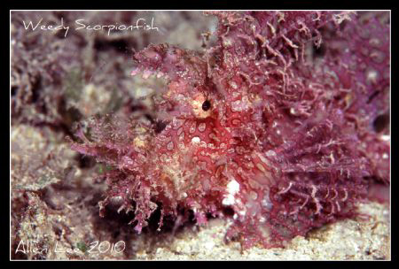 Weedy Scorpionfish.Nikon F100,105mm,f13,1/60,YS-120,RVP100. by Allen Lee 