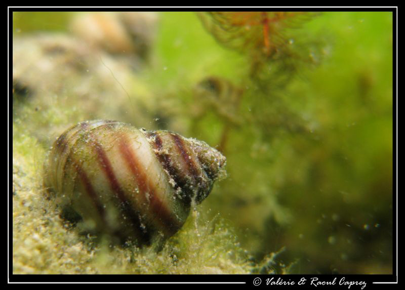 Freshwater snail (Geneva Lake) by Raoul Caprez 