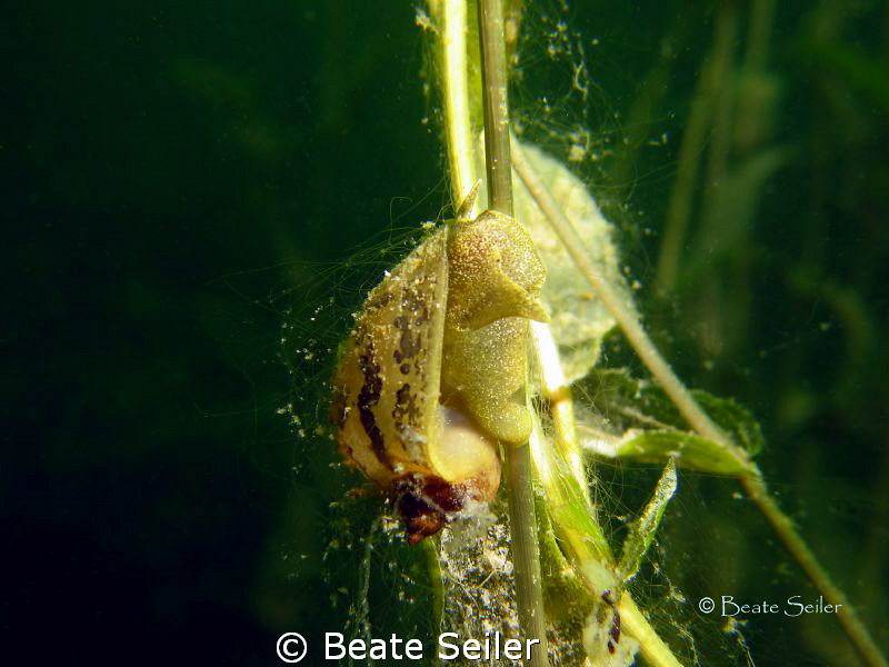 Freshwater snail by Beate Seiler 