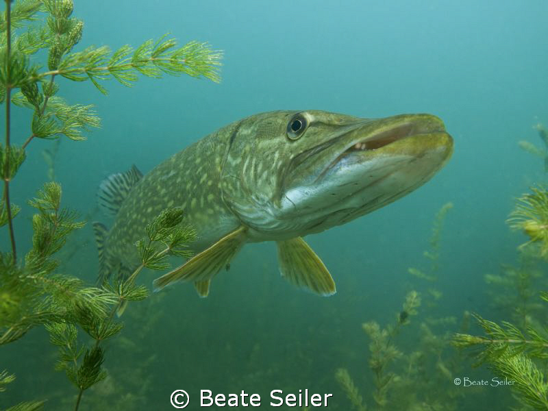 Northern pike taken with Canon G10 , no flash by Beate Seiler 