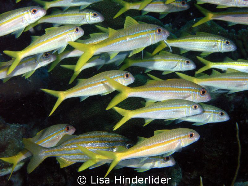 Schools of Goat fish always make me smile, they're consta... by Lisa Hinderlider 