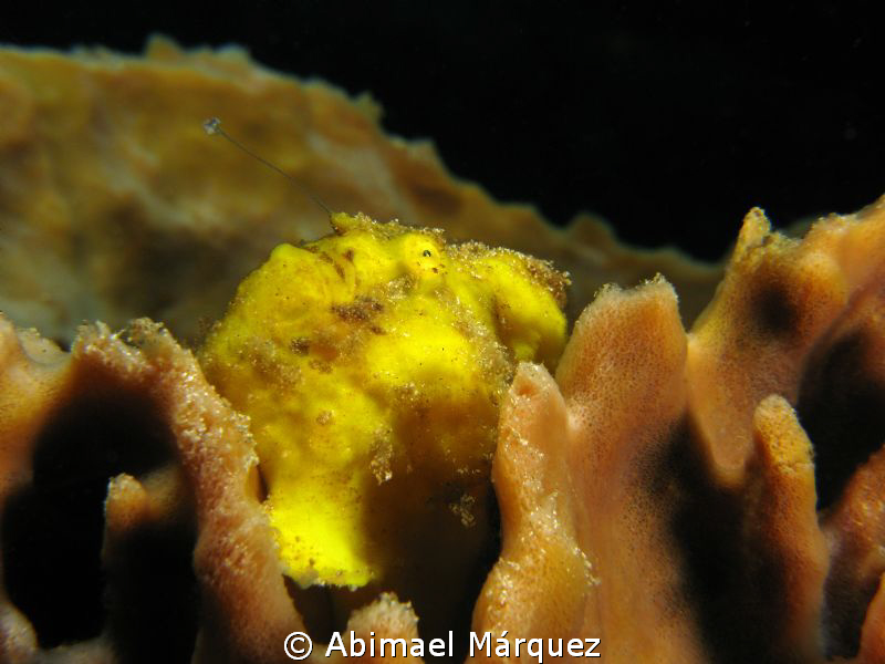 Frogfish-2010 by Abimael Márquez 