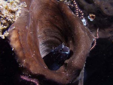 These blennies always disappear as soon as you approach, ... by Yves Antoniazzo 