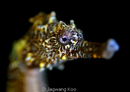 Sea horse by Jagwang Koo 