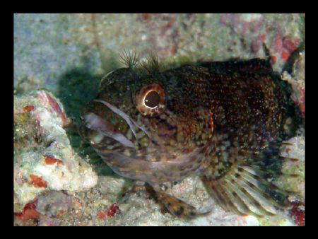 My first hairy blenny lol by Durand Gerald 