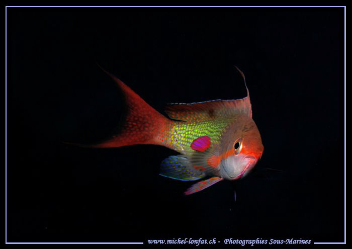 Damsel Fish of the Red Sea... Que du bonheur... :O)... by Michel Lonfat 