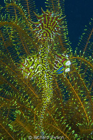 Ghostpipefish just caught a fish ! Nikon D2x 60mm lens ma... by Richard Swann 