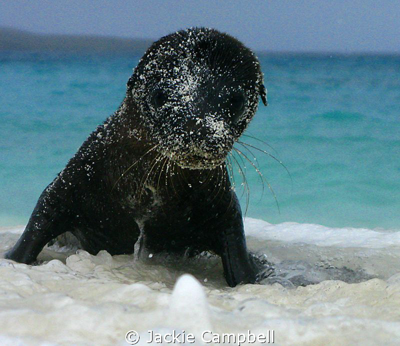 Baby sea lion.
Mum had gone fishing and this little baby... by Jackie Campbell 