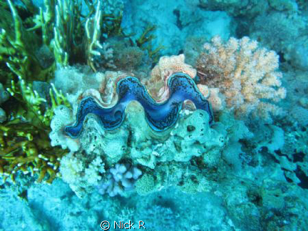 Don't know the name of this mollusk.
Picture taken at Ra... by Nick R 