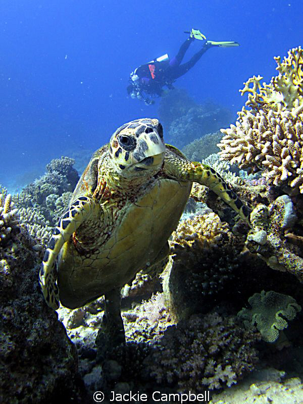 This turtle was attractied to its own reflection in the d... by Jackie Campbell 