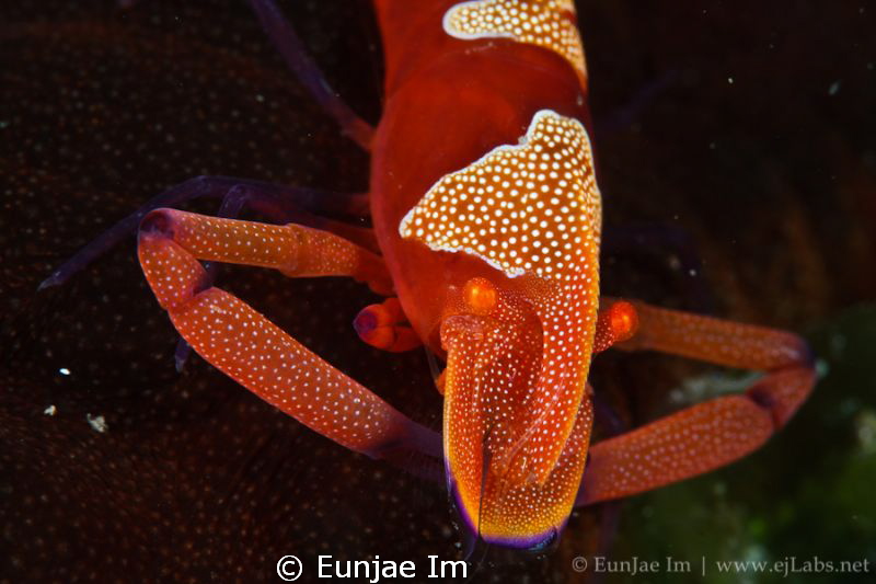 Emperor Shrimp - Periclimenes imperator by Eunjae Im 