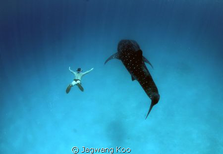 Whale Shark and Skin Diver by Jagwang Koo 