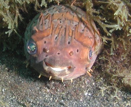 Lembeh Puffer by Dale Treadway 