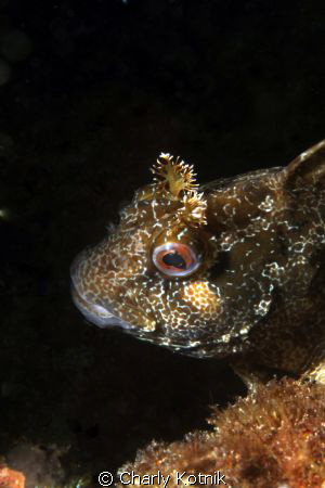 Taken with Canon EOS 7D, macro 100 mm, 2xstrobe Sea&sea Y... by Charly Kotnik 