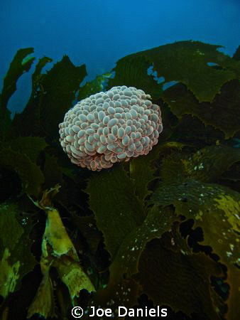 Wondering Anenome by Joe Daniels 
