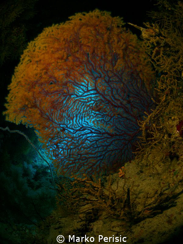 Acabaria biserialis by Marko Perisic 