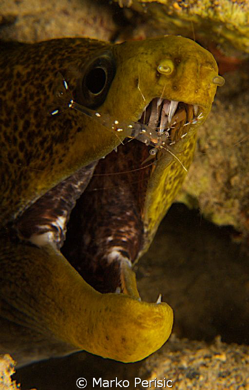 Undulated Moray. Gymnothonax undulatus by Marko Perisic 