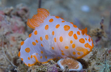 Colourful critter ! Nikon D2x 60mm lens manual exposure, ... by Richard Swann 