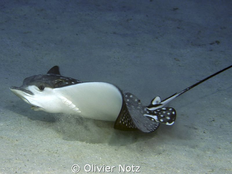 an eagle ray eating on the ground by Olivier Notz 
