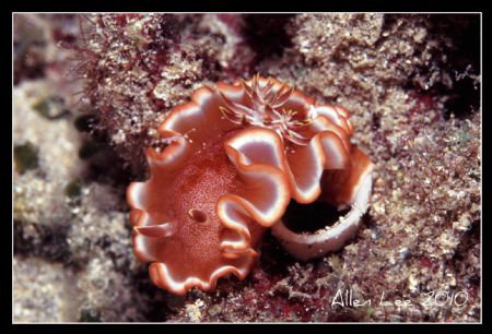 Nudi with eggs.Nikon F100,105mm,f13,1/60,YS-120,RVP100. by Allen Lee 