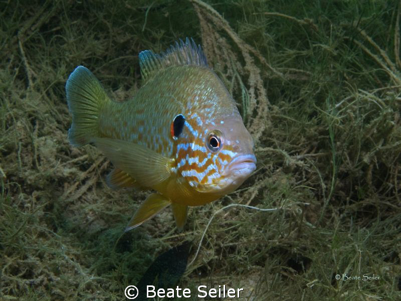 Pumpkinseed Sunfish in one of my favorite lake , taken wi... by Beate Seiler 