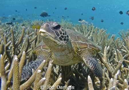 Green Turtle by Joe Daniels 