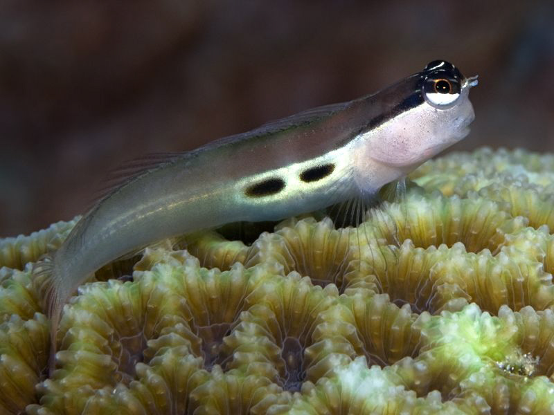 "Free Blenny" by Henry Jager 