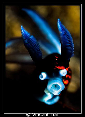 Luminous Nudi in Redang Island; Canon 5D MK ll with sea&s... by Vincent Toh 
