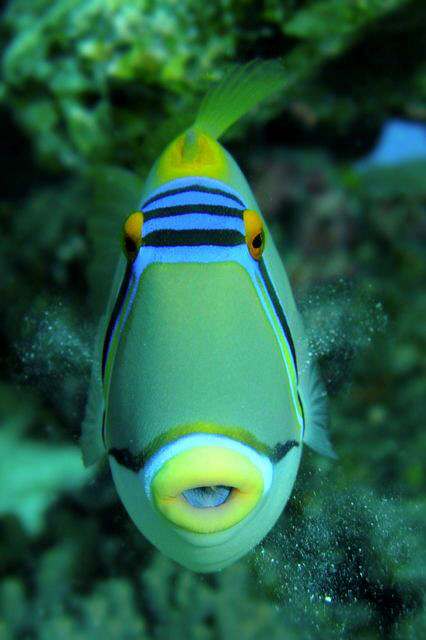A Picasso Triggerfish blowing sand from his gills.  60mm ... by Paul Colley 