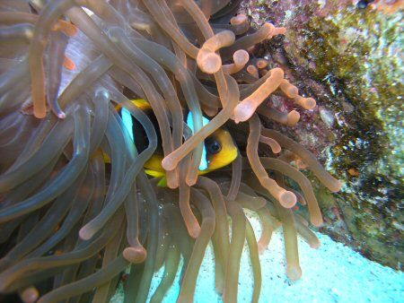Clown Fish at Nama Bay , Egypt. November 2004 by Mike Loizos 