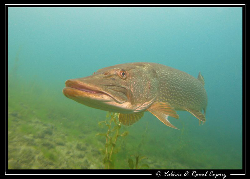 Nice encounter in the Geneva Lake by Raoul Caprez 