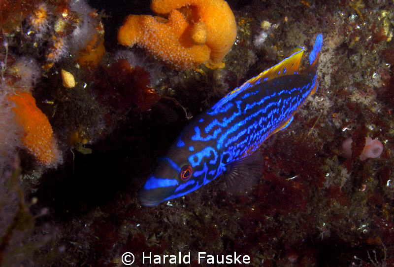 Picture of a blåstål (laptrus mixtus) by Harald Fauske 