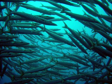 Taken at Shark Reef in Ras Mohamed, South Sinai...the cir... by Mark Beaumont 