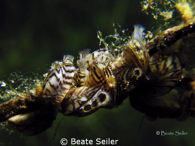 Freshwater mussels taken with canon G10 and UCL 165 by Beate Seiler 