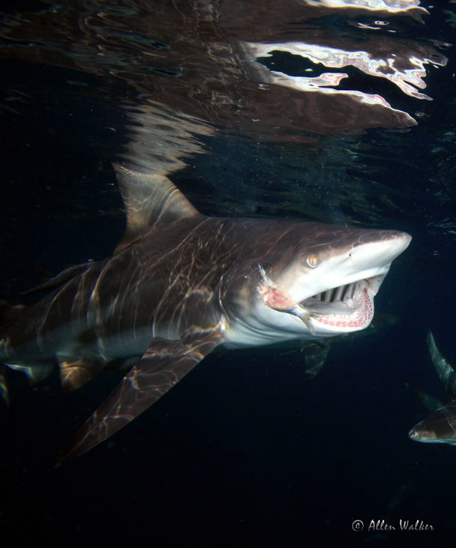 It's Sardine time again!!! by Allen Walker 