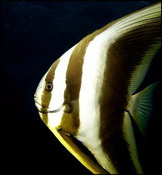 Juvenile batfish profile by Thomas Dinesen 