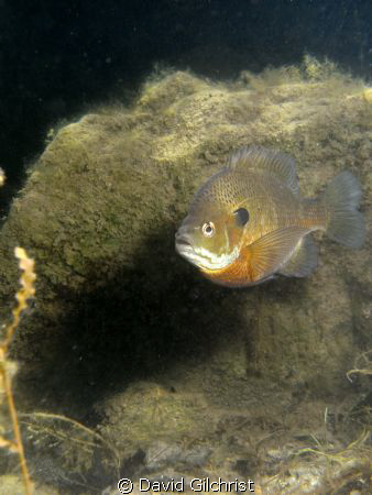 Bluegill Sunfish by David Gilchrist 