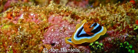 One of my few Nudi pics by Joe Daniels 