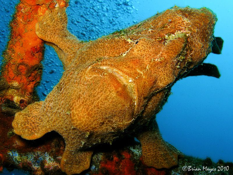 Froggy hanging on the superstructure of the wreck by Brian Mayes 