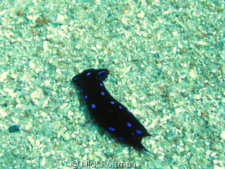 Pretty Creature.
Picture taken at White Knight, Red Sea. by Nick Roitman 