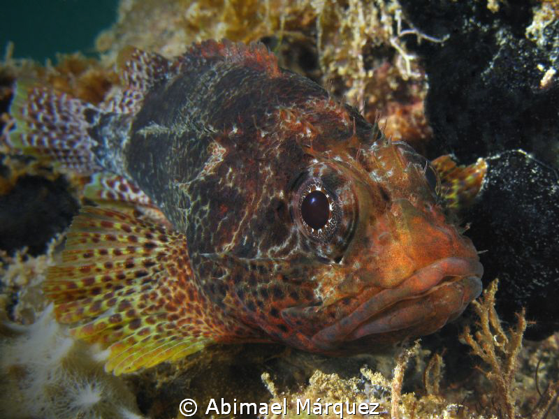 Reef Scorpionfish, a close encounter. by Abimael Márquez 