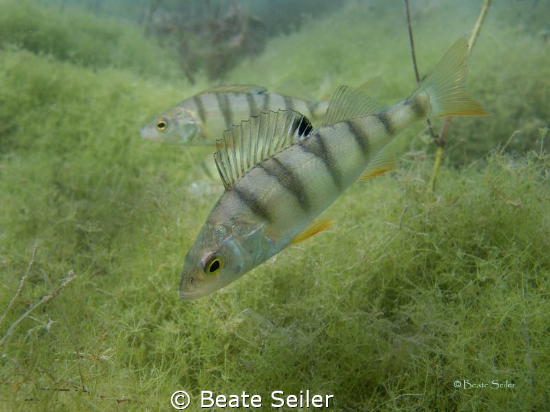 Perch taken with Canon G10 and natural light by Beate Seiler 
