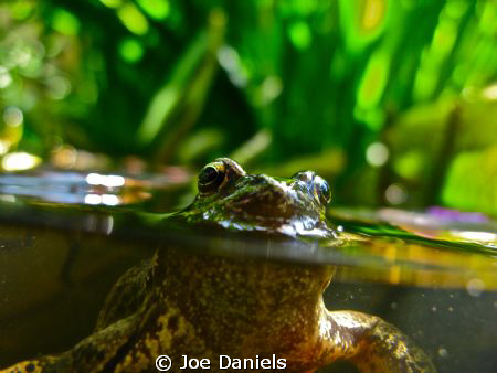 Getting creative in the pond by Joe Daniels 
