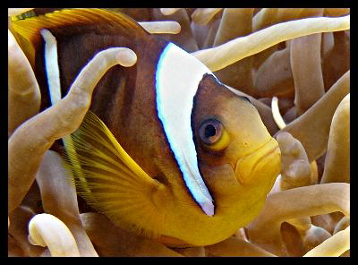 House Reef inhabitant at Deep Divers, Hurghada by Thomas Dinesen 