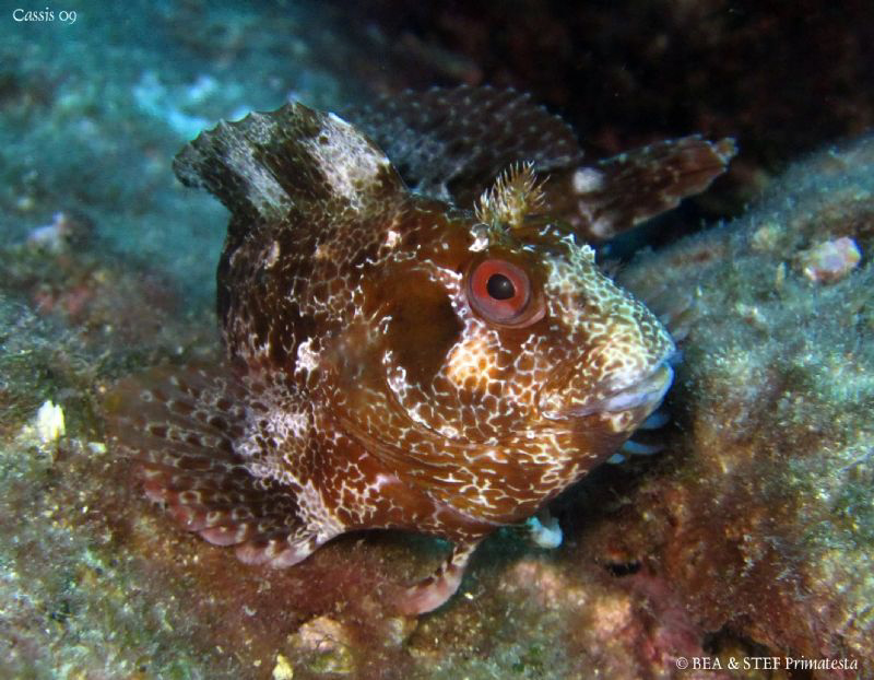 Blenny (Parablennius gattorugine). Canon Ixus 980. by Bea & Stef Primatesta 