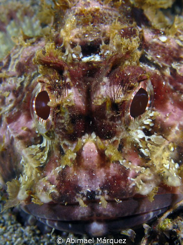 ...ignosis attempt, Scorpionfish, Aguadilla, PR. by Abimael Márquez 