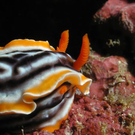 One of many Komodo Nudis by Dale Treadway 