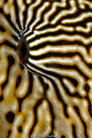 Up close and personal with a beautiful mapped pufferfish,... by Michael Gallagher 